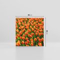 Obraz na płótnie 40x40 - Tulipanowa eksplozja - tulipany, kwiaty