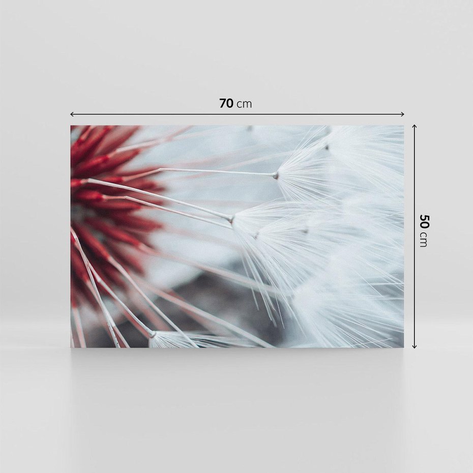 Obraz na płótnie 70x50 - Makro świat dmuchawca - dmuchawiec, makro