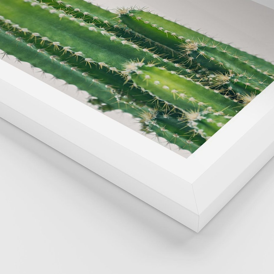 Plakat w ramie 40x50 - Minimalistyczne Kaktusy na Białym Tle - kaktusy, minimalistyczna fotografia - rama biała