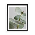 Plakat w ramie 40x50 - Eukaliptusowa zieleń - eukaliptus, zielone - rama czarna