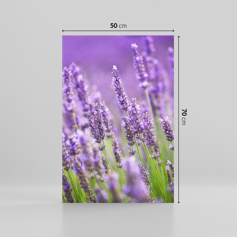 Obraz na płótnie 50x70 - Urok lawendy - lawenda, kwiaty