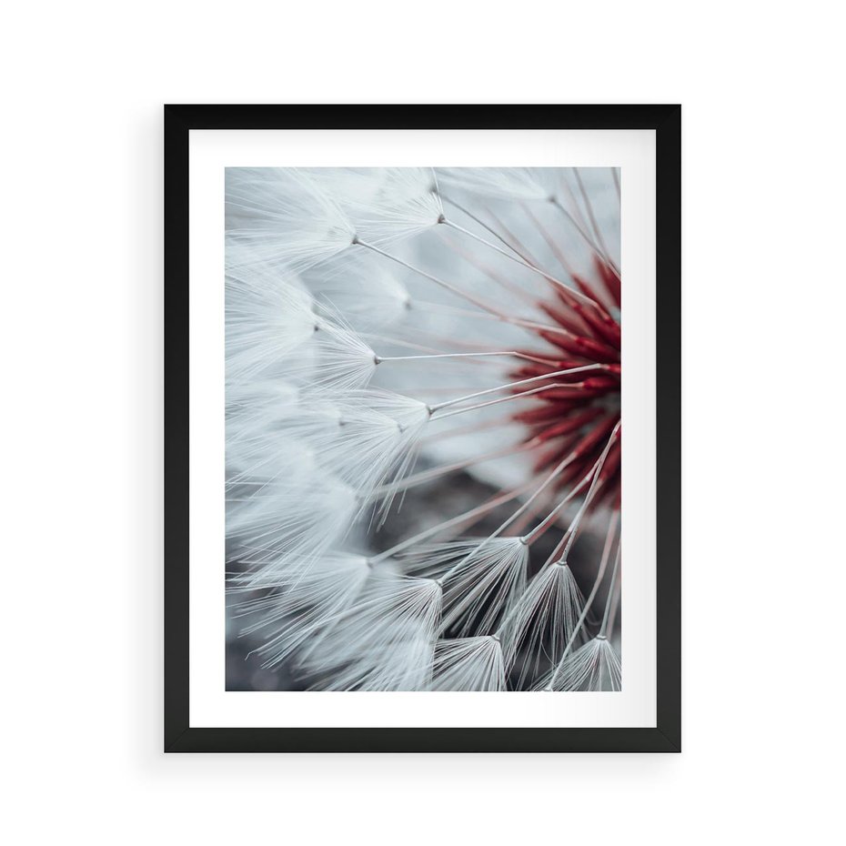 Plakat w ramie 40x50 - Makro Magii Natury - dmuchawiec, zbliżenie makro - rama czarna
