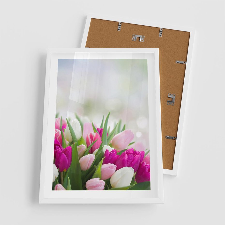 Plakat w ramie 50x70 - Tulipany w pełnym rozkwicie - tulipany, kwiaty - rama biała