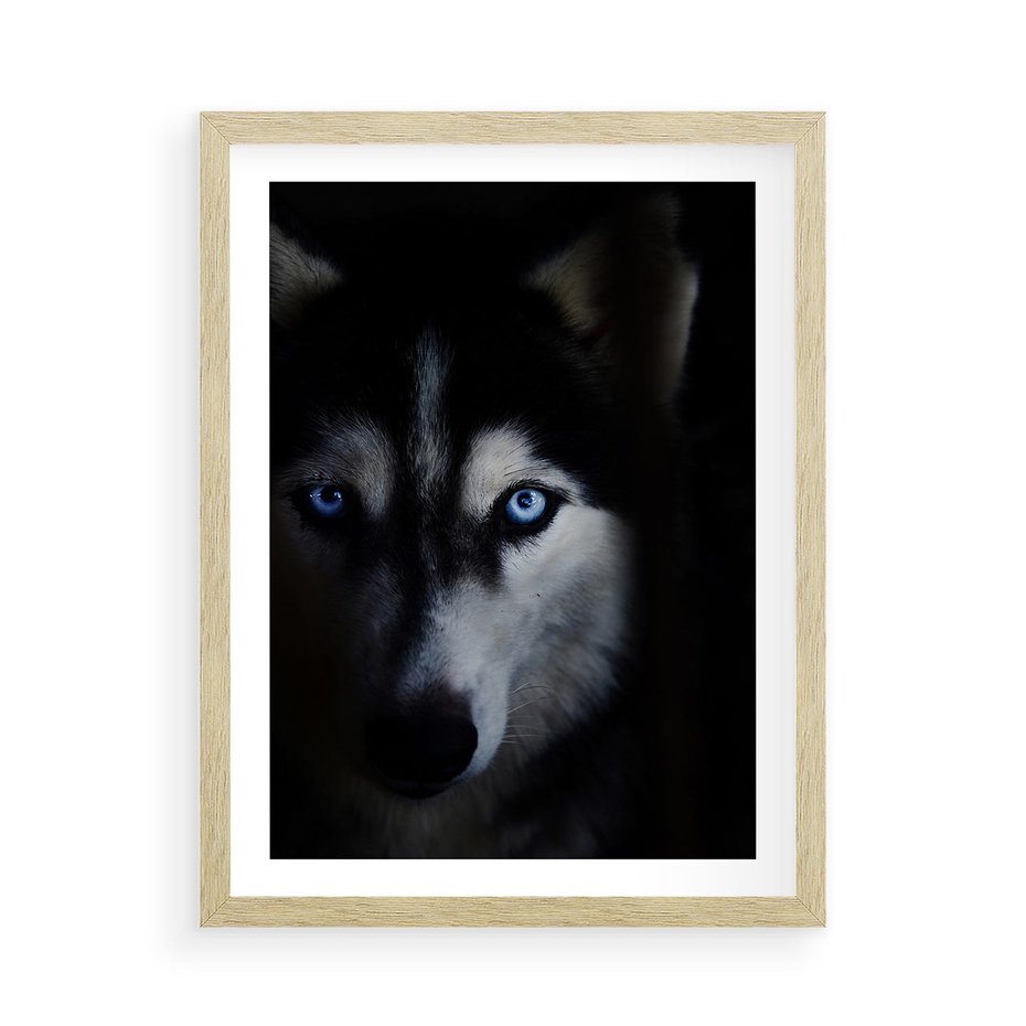 Plakat w ramie 50x70 - Wilk i husky: siła przyjaźni - wilk, husky - rama drewno