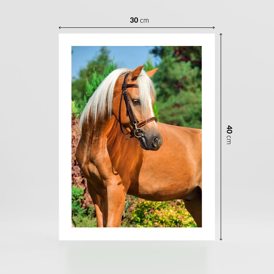 Plakat bez ramy 30x40 - Elegancki wierzchowiec - koń, portret