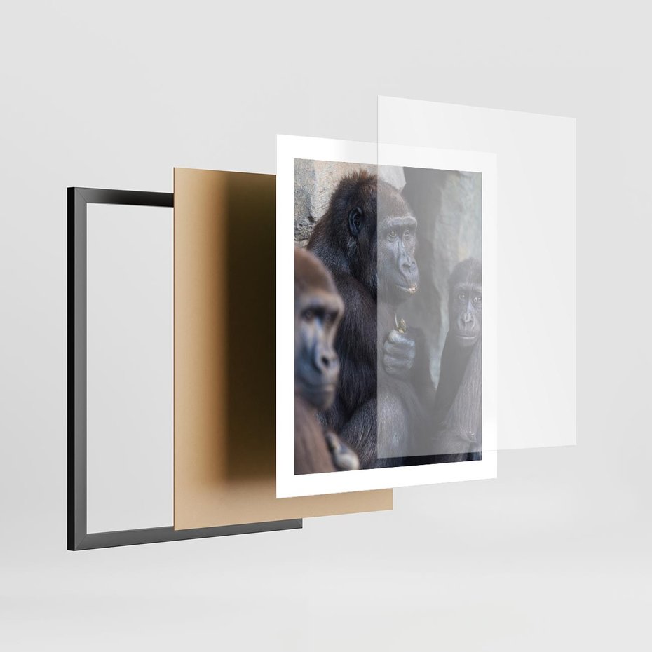 Plakat w ramie 40x50 - Małpy w ich naturalnym środowisku - małpy, szympansy - rama czarna