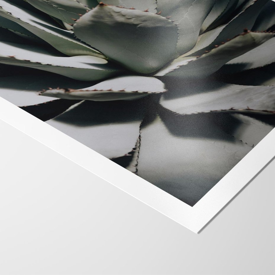 Plakat bez ramy 21x30 - Sukulenty wśród kaktusów - sukulenty, kaktusy