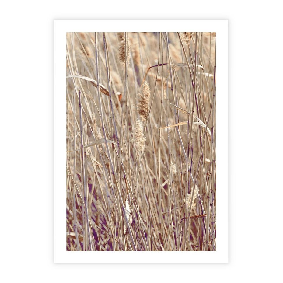 Plakat bez ramy 30x40 - Suche Trawy w Wyjątkowym Stylu - suche trawy, boho styl