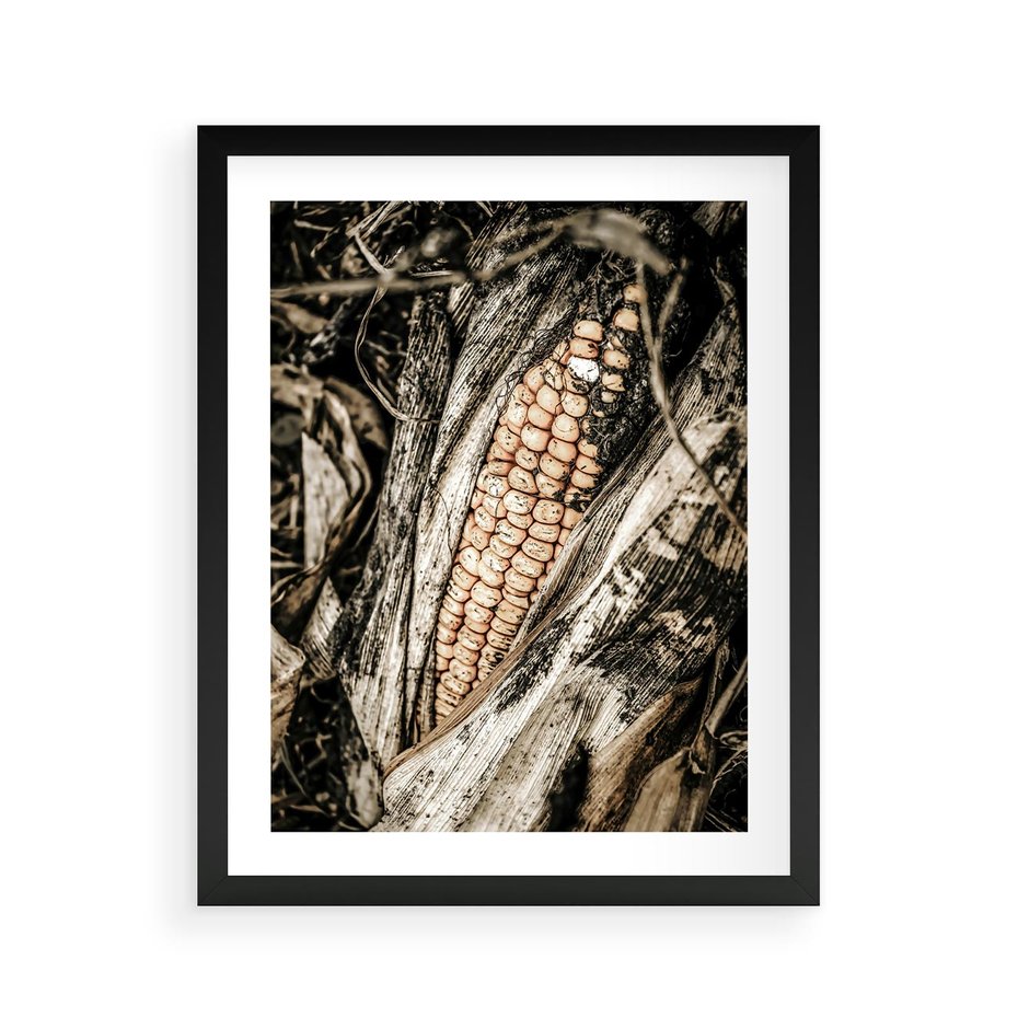 Plakat w ramie 40x50 - Kukurydza w Jesiennej Scenie - kukurydza, jesień - rama czarna