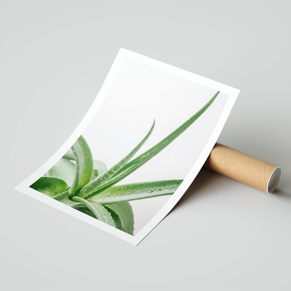 Plakat bez ramy 21x30 - Zielone Piękno - aloes, liście