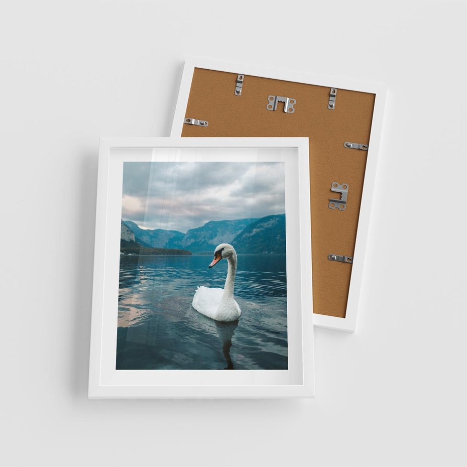 Plakat w ramie 40x50 - Łabędzi Śpiew - fotografia, plakat - rama biała