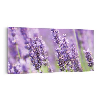 Obraz na płótnie 100x50 - Urok lawendy - lawenda, kwiaty