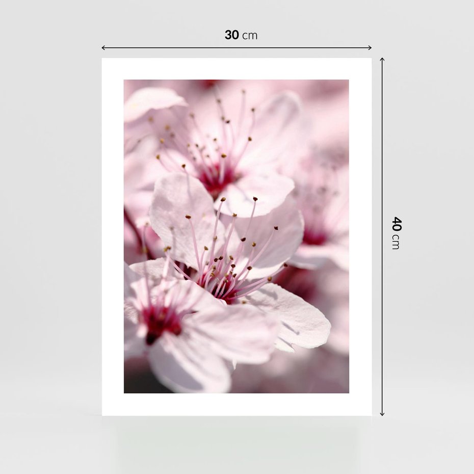 Plakat bez ramy 30x40 - Kwitnąca Wiśnia - kwiaty, kwitnąca