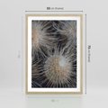 Plakat w ramie 50x70 - Ulotna Piękność Natury - makro, dmuchawce - rama drewno