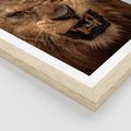 Plakat w ramie 40x50 - Władca Sawanny - lew, sawanna - rama drewno