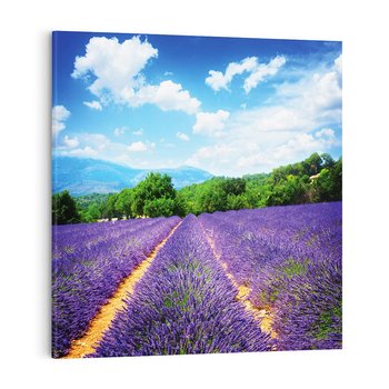 Obraz na płótnie 60x60 - Prowansalska Lawenda - lawenda, prowansja