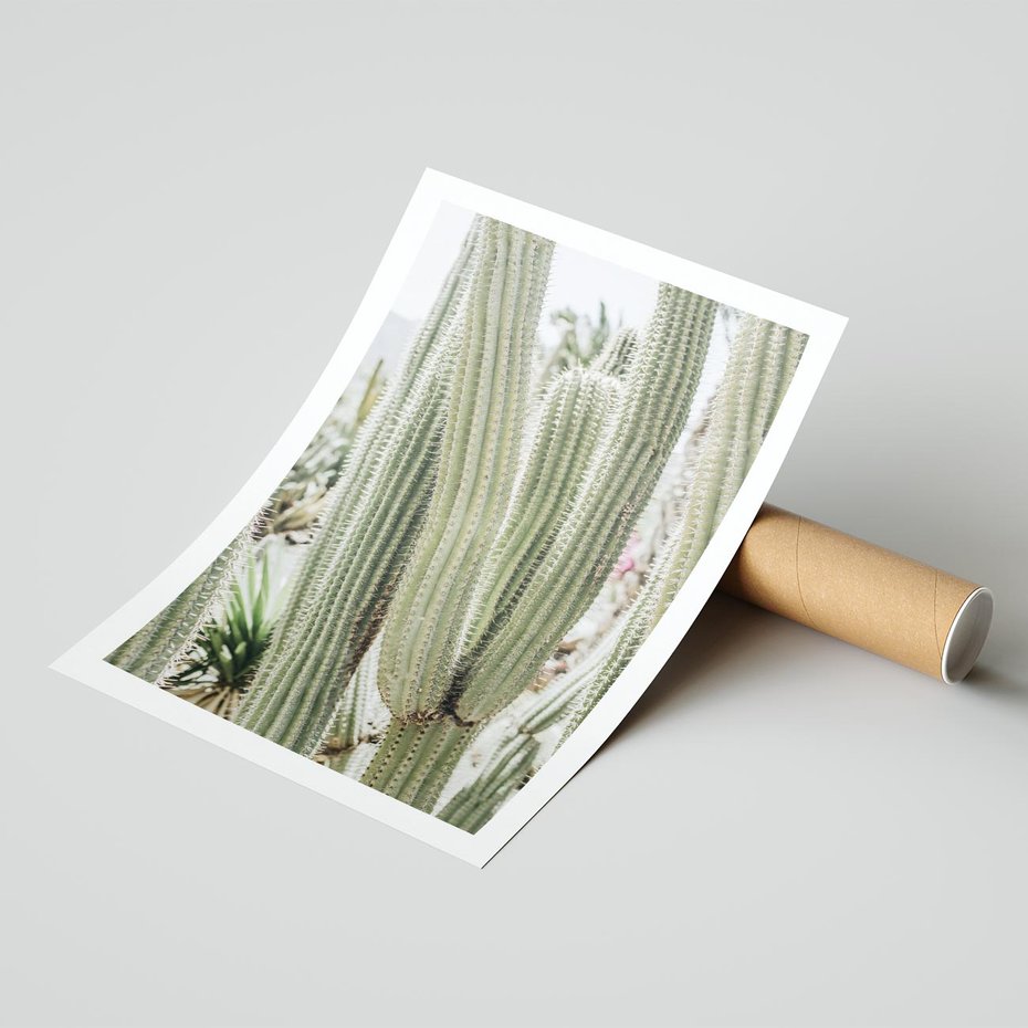 Plakat bez ramy 40x50 - Duże Kaktusy w Pejzażu - kaktus, duże kaktusy na pustyni