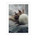 Plakat bez ramy 40x50 - Makro Dmuchawiec - dmuchawiec, zbliżenie