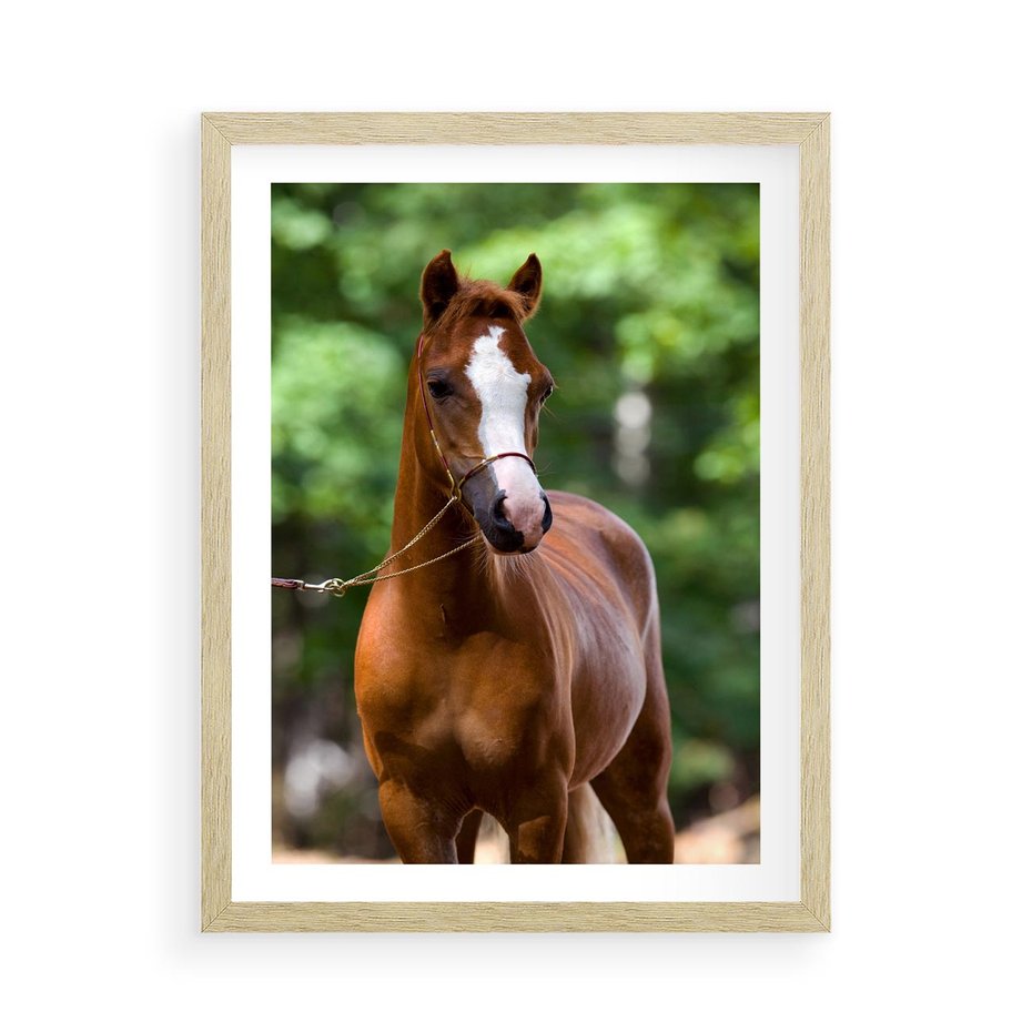 Plakat w ramie 50x70 - Portret Szlachetnego Konia - koń, portret - rama drewno