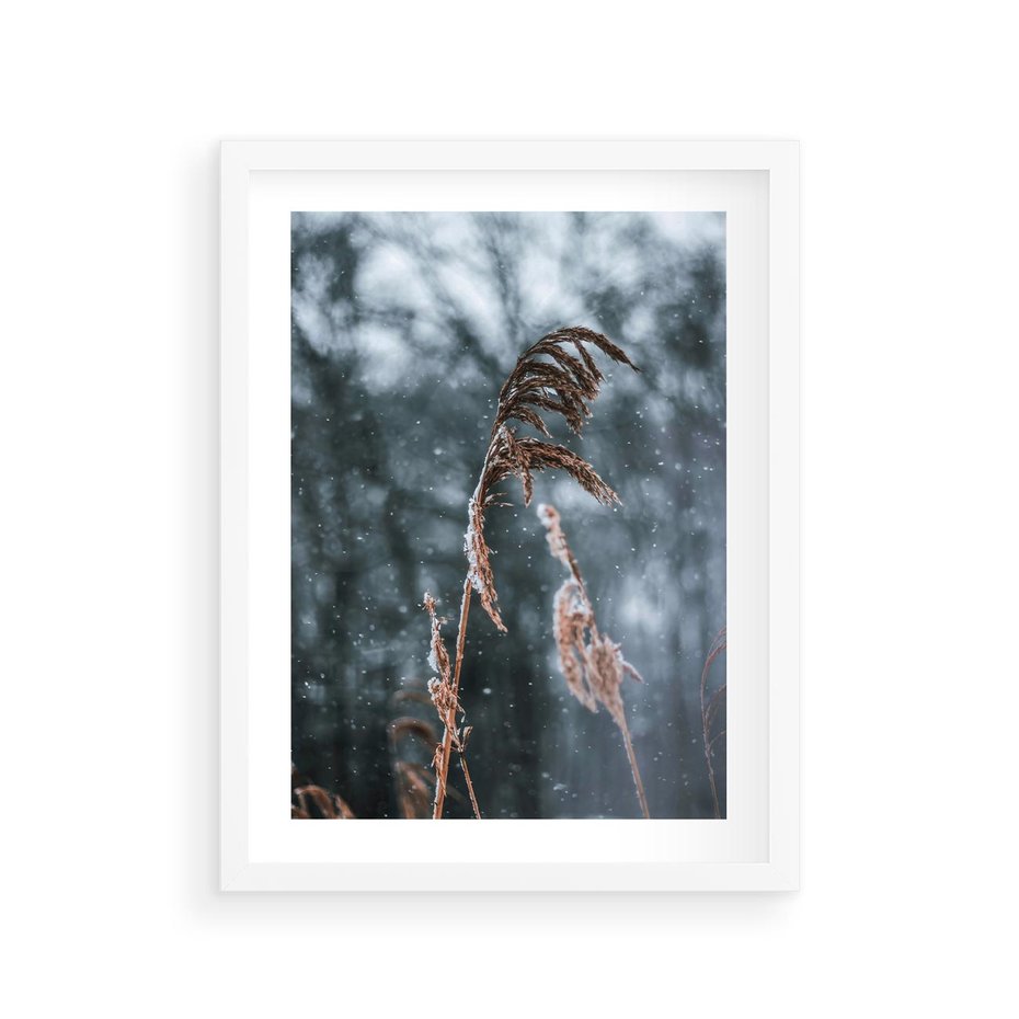 Plakat w ramie 30x40 - Zima na Łonie Natury - sucha wysoka trawa, w zimie - rama biała