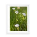 Plakat w ramie 50x70 - Kolorowa łąka - stokrotki, łąka - rama biała