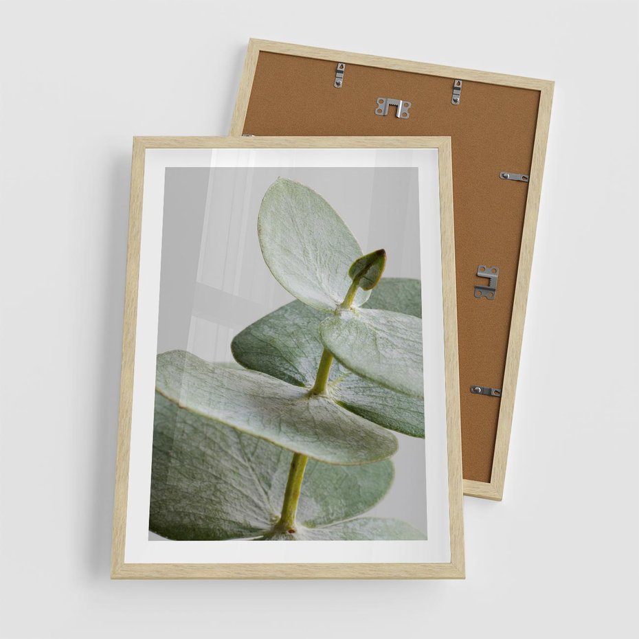 Plakat w ramie 50x70 - Eukaliptusowa zieleń - eukaliptus, zielone - rama drewno