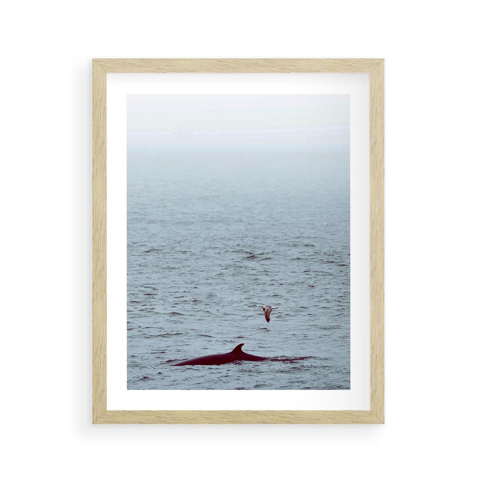 Plakat w ramie 40x50 - Spotkanie z Orką - morze, ocean - rama drewno