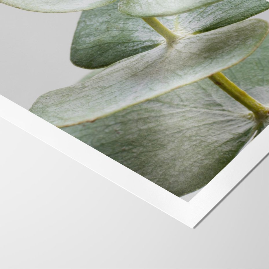 Plakat bez ramy 30x40 - Eukaliptusowa zieleń - eukaliptus, zielone