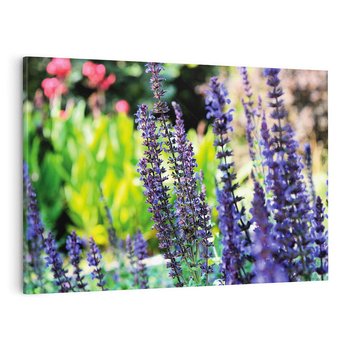 Obraz na płótnie 70x50 - Ogród Lawendowy - lawenda, kwiat