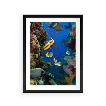 Plakat w ramie 40x50 - Podwodne królestwo rafy koralowej - rafa, koralowa - rama czarna