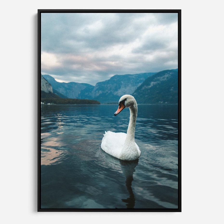 Obraz w ramie 70x100 - Łabędzi Śpiew - fotografia, plakat - rama czarna