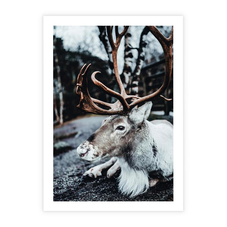 Plakat bez ramy 21x30 - W Zimowej Krainie - renifer, zima