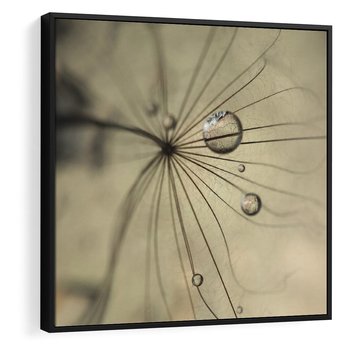 Obraz w ramie 50x50 - Delikatność dmuchawców - dmuchawce, krople - rama czarna