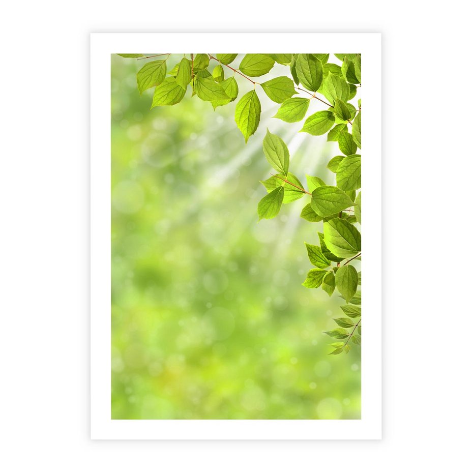 Plakat bez ramy 40x50 - Zielone liście natury - liści, zieleń