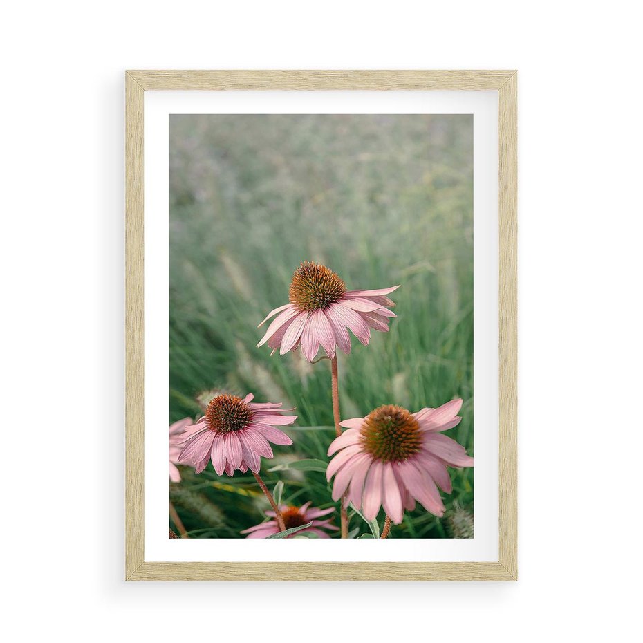 Plakat w ramie 50x70 - Natura w Pełnym Blasku - kwiaty na łące, różowe kwiaty polne - rama drewno