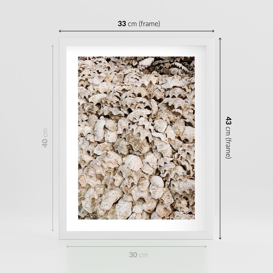 Plakat w ramie 30x40 - Symfonia Natury - kompozycja z białych muszli - rama biała
