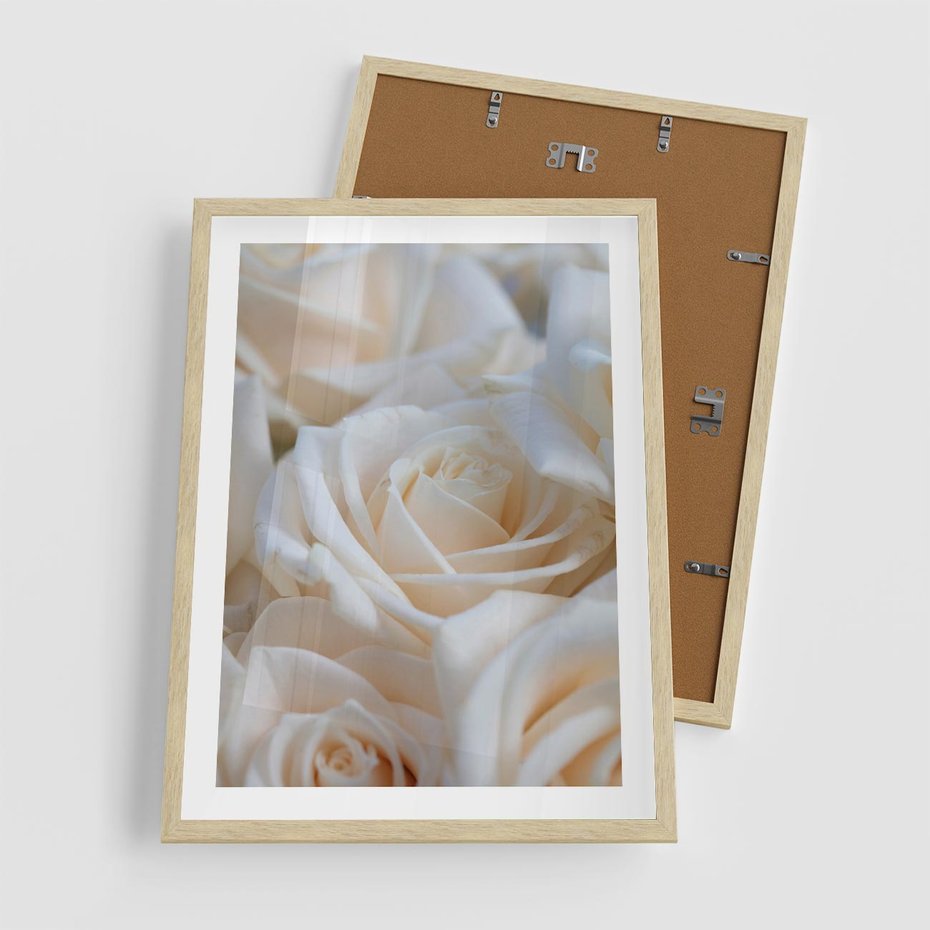 Plakat w ramie 50x70 - Białe róże piękności - białe, róże - rama drewno