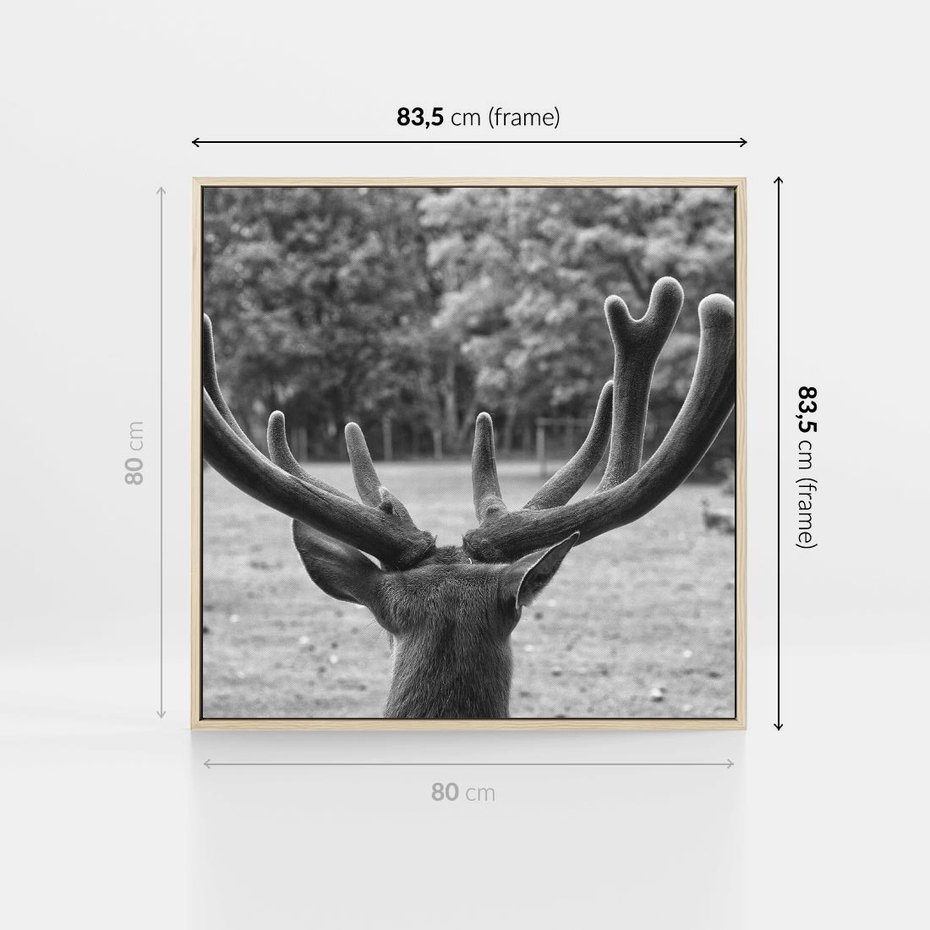 Obraz w ramie 80x80 - Przygubione motyle marzeń - fotografia czarno biała, młody jeleń w zagrodzie - rama drewno