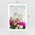 Plakat bez ramy 50x70 - Tulipany w pełnym rozkwicie - tulipany, kwiaty