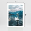 Plakat bez ramy 50x70 - Łabędzi Śpiew - fotografia, plakat