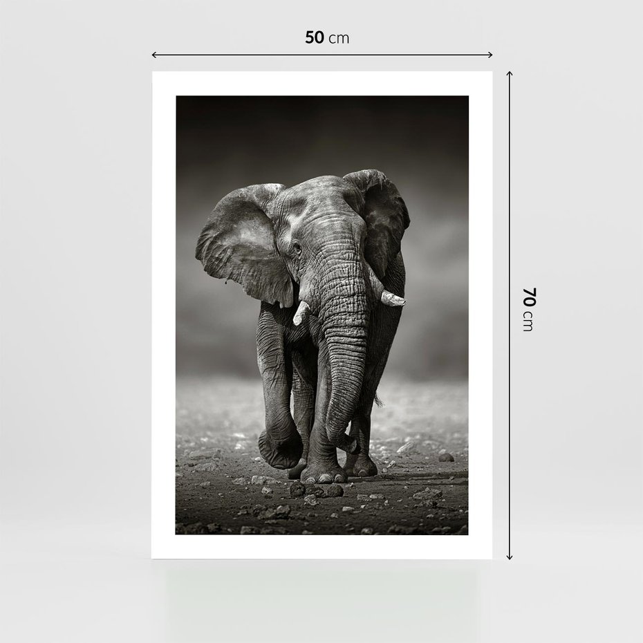 Plakat bez ramy 50x70 - Majestatyczny słoń Afryki - słoń, Afryka