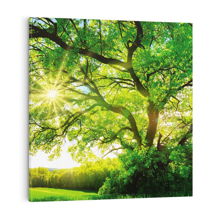 Obraz na płótnie 70x70 - Natura w pełnym rozkwicie - drzewo, niebo