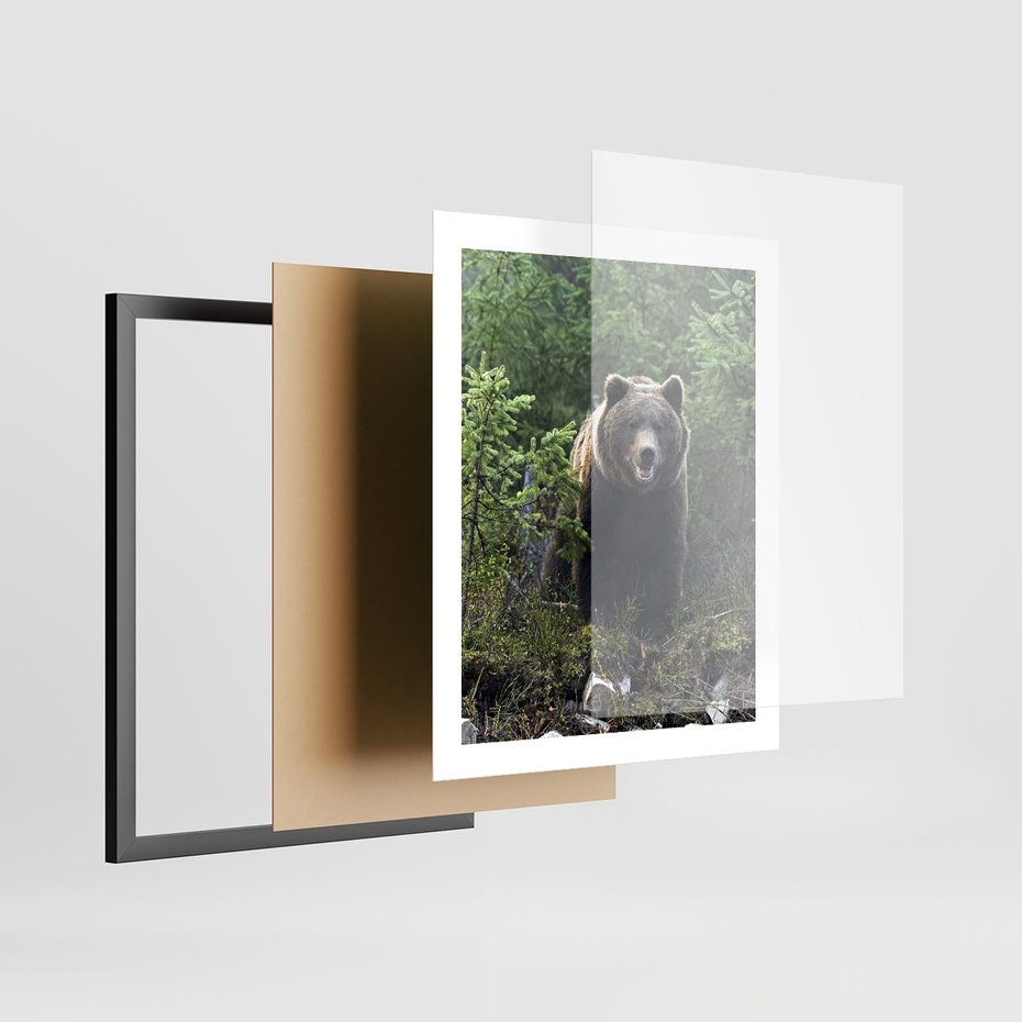 Plakat w ramie 40x50 - Spotkanie z Niedźwiedziem w Lesie - niedźwiedź, las - rama czarna