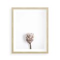 Plakat w ramie 40x50 - Suszona Roślina na Białym Tle - minimalizm, suszona roślina - rama drewno