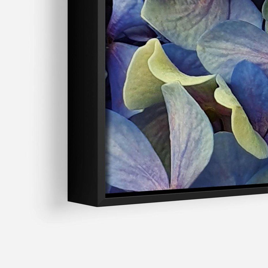 Obraz w ramie 70x50 - Hortensja - delikatność kwiatów - hortensja, kwiaty - rama czarna