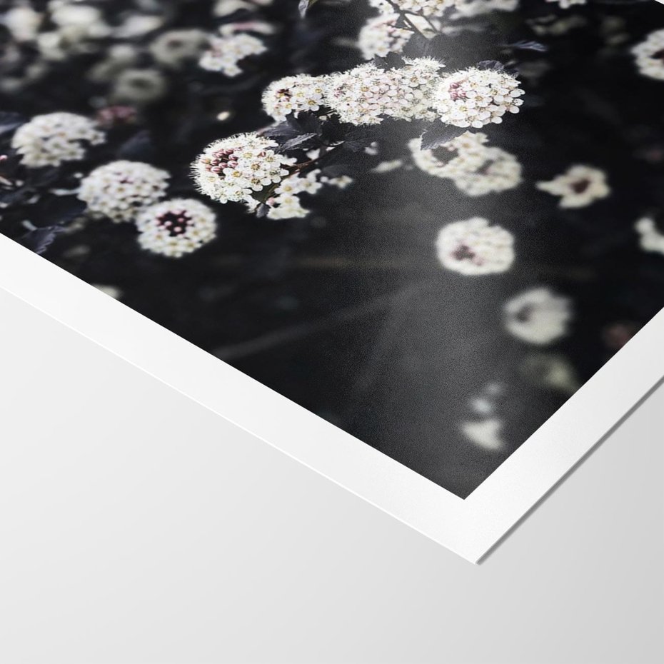 Plakat bez ramy 30x40 - Białe Kwiaty na Kwitnącym Krzewie - białe kwiaty, kwitnący krzew