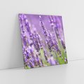 Obraz na płótnie 50x50 - Urok lawendy - lawenda, kwiaty