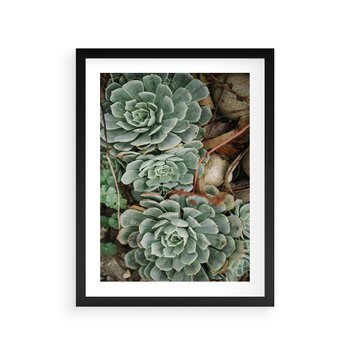 Plakat w ramie 30x40 - Zielona Uroda Sukulentów - sukulenty, zielone liście - rama czarna