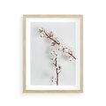 Plakat w ramie 30x40 - Gałęzie Bawełny na Białym Tle - gałęzie bawełny na białym tle, minimalizm - rama drewno