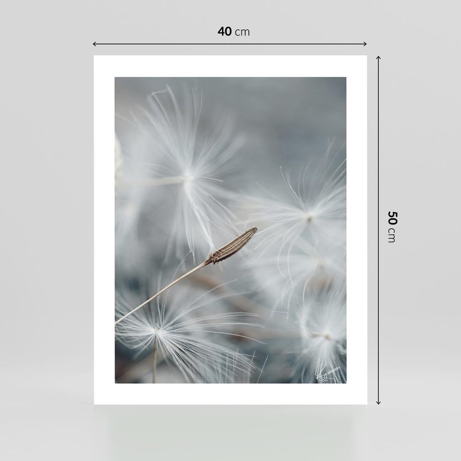 Plakat bez ramy 40x50 - Piękno w Delikatności - dmuchawiec, makro zdjęcie